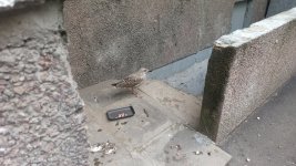 IMG_20210716_200551.jpg