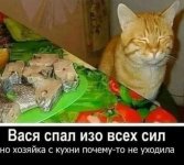 Вася спал изо всех сил.jpg