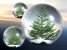 new_tree 4.jpg