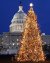 2004_tree.jpg