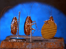 IMG_5372.gif