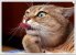 CAT_LASDORF_in_border.jpg