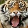 TIGERr