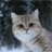 Ramil_585
